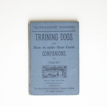 Training Dogs and How to Make Them Good Companions