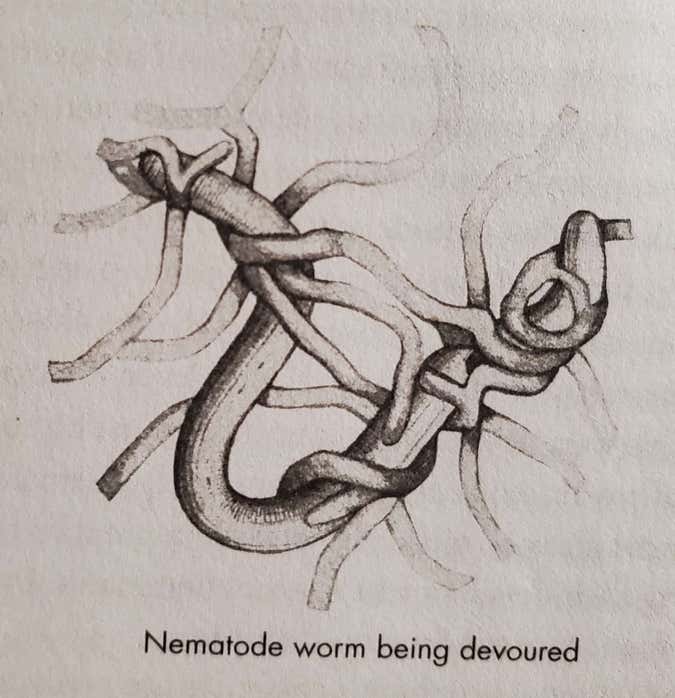 nematode